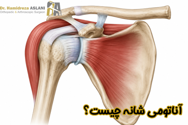 آناتومی شانه